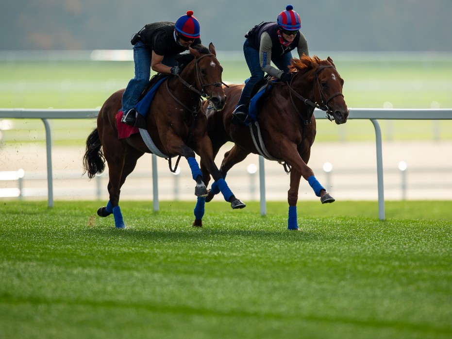 Horses running on a track managed by Boekholder & Associates