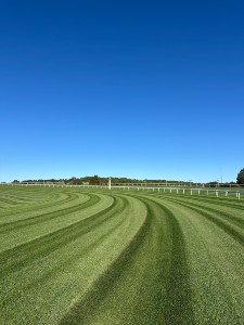 Gorgeous horse track